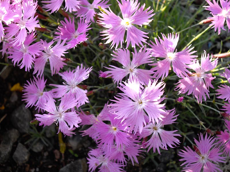 Dianthus sternbergii 3